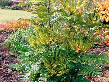 Mahonia pośrednia 'Winter Sun' - zdjęcie 3
