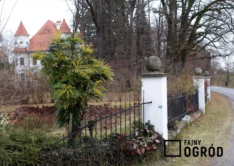 Mahonia pośrednia 'Winter Sun'
