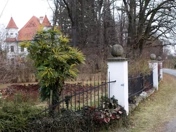 Mahonia pośrednia 'Winter Sun' - zdjęcie 4