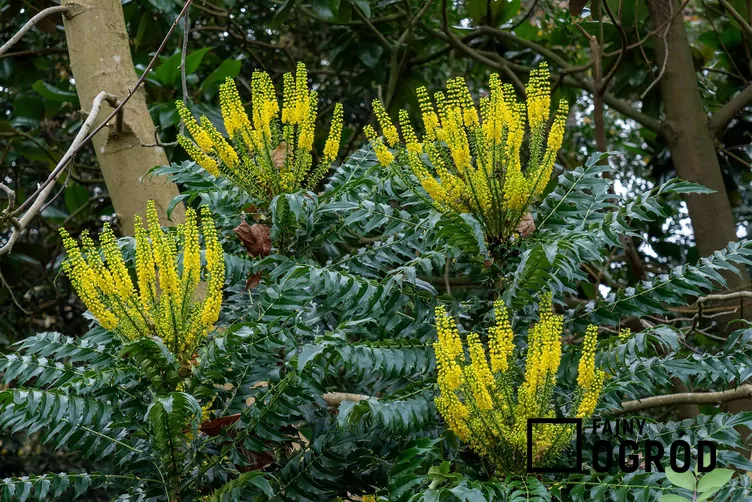 Mahonia pośrednia 'Winter Sun' - zdjęcie 5