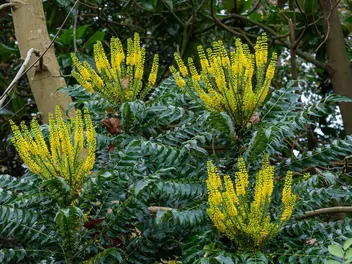 Mahonia pośrednia 'Winter Sun' - zdjęcie 5