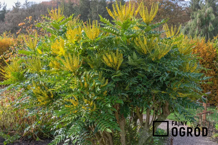 Mahonia pośrednia 'Winter Sun'