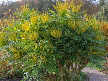 Ilustracja rośliny mahonia pośrednia 'winter sun'