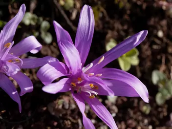 Ilustracja rośliny zimowit wiosenny