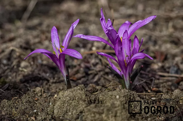 Wiosenny szafran