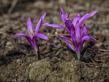 Zimowit wiosenny - zdjęcie 2