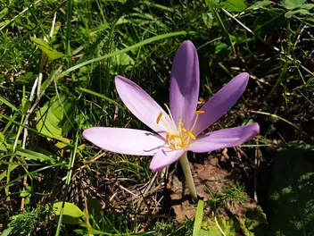 Zimowit wiosenny - zdjęcie 3