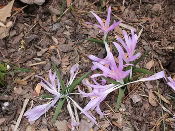 Zimowit wiosenny - zdjęcie 4