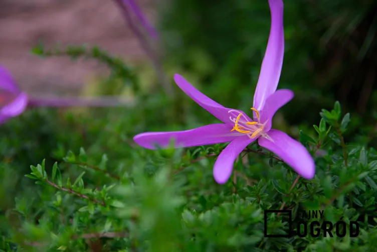 Zimowit wiosenny - zdjęcie 5