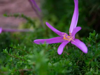 Zimowit wiosenny - zdjęcie 5