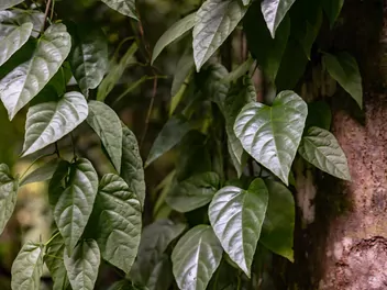 Cissus amazoński - zdjęcie 2