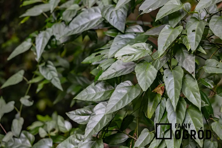 cissus-1 Cissus amazoński