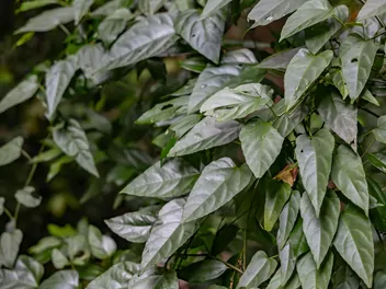 Ilustracja rośliny cissus amazoński