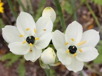 Ilustracja rośliny śniedek arabski