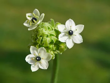 Śniedek arabski - zdjęcie 2