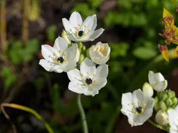 Śniedek arabski - zdjęcie 3