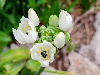 Śniedek arabski - zdjęcie 4