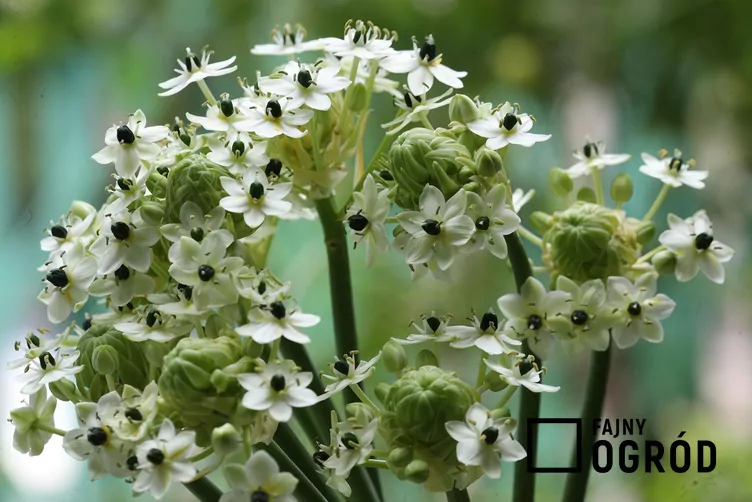 Śniedek arabski - zdjęcie 5