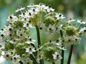 Śniedek arabski - zdjęcie 5