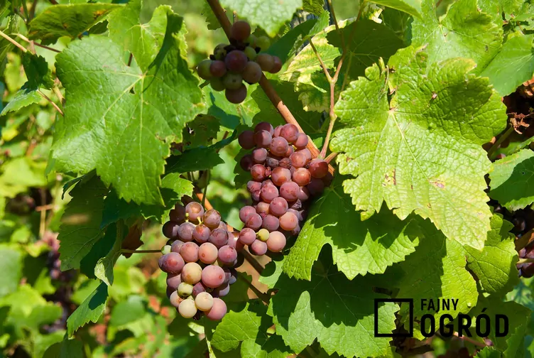 Winorośl 'Swenson Red'