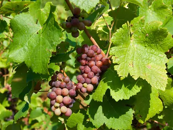 Zdjęcie ilustrujące winorośl 'swenson red'