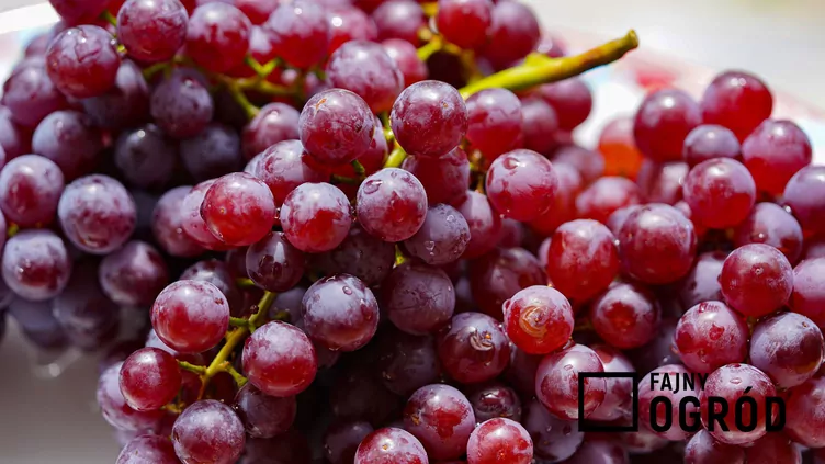 Winorośl 'Swenson Red'