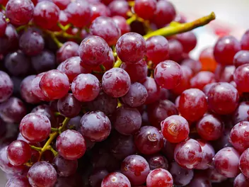 Winorośl 'Swenson Red' - zdjęcie 2