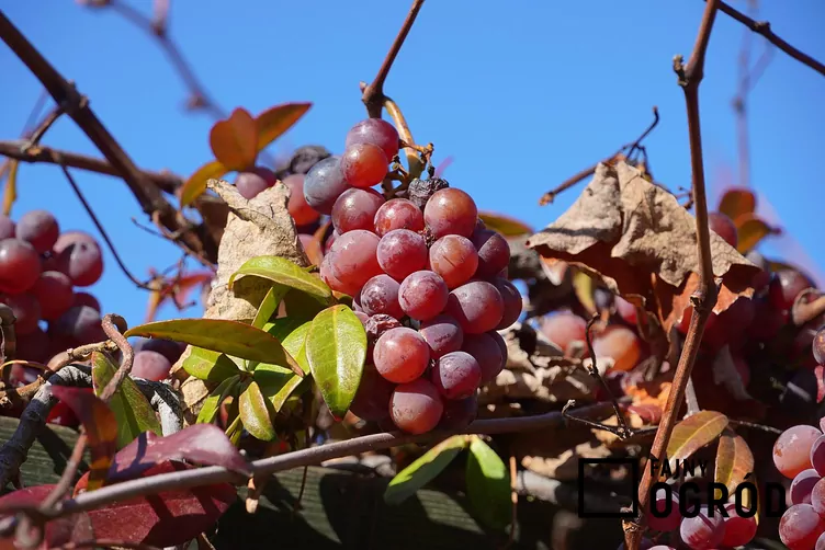 Winorośl 'Swenson Red'
