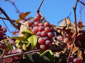 Winorośl 'Swenson Red' - zdjęcie 3