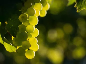 Zdjęcie ilustrujące winorośl 'bianca'