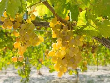 Winorośl 'Bianca' - zdjęcie 2