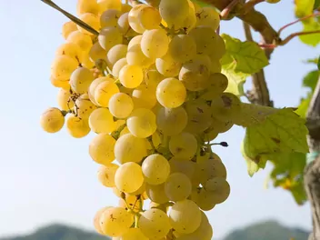 Winorośl 'Bianca' - zdjęcie 3