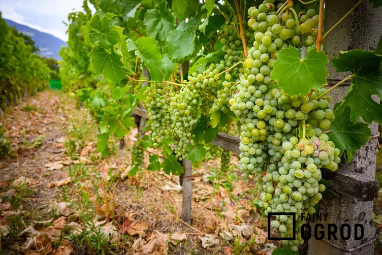 Winorośl 'Bianca' - zdjęcie 5