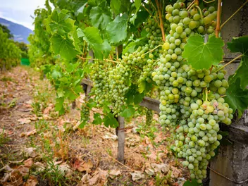 Winorośl 'Bianca' - zdjęcie 5