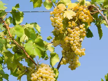 Winorośl 'Bianca' - zdjęcie 4