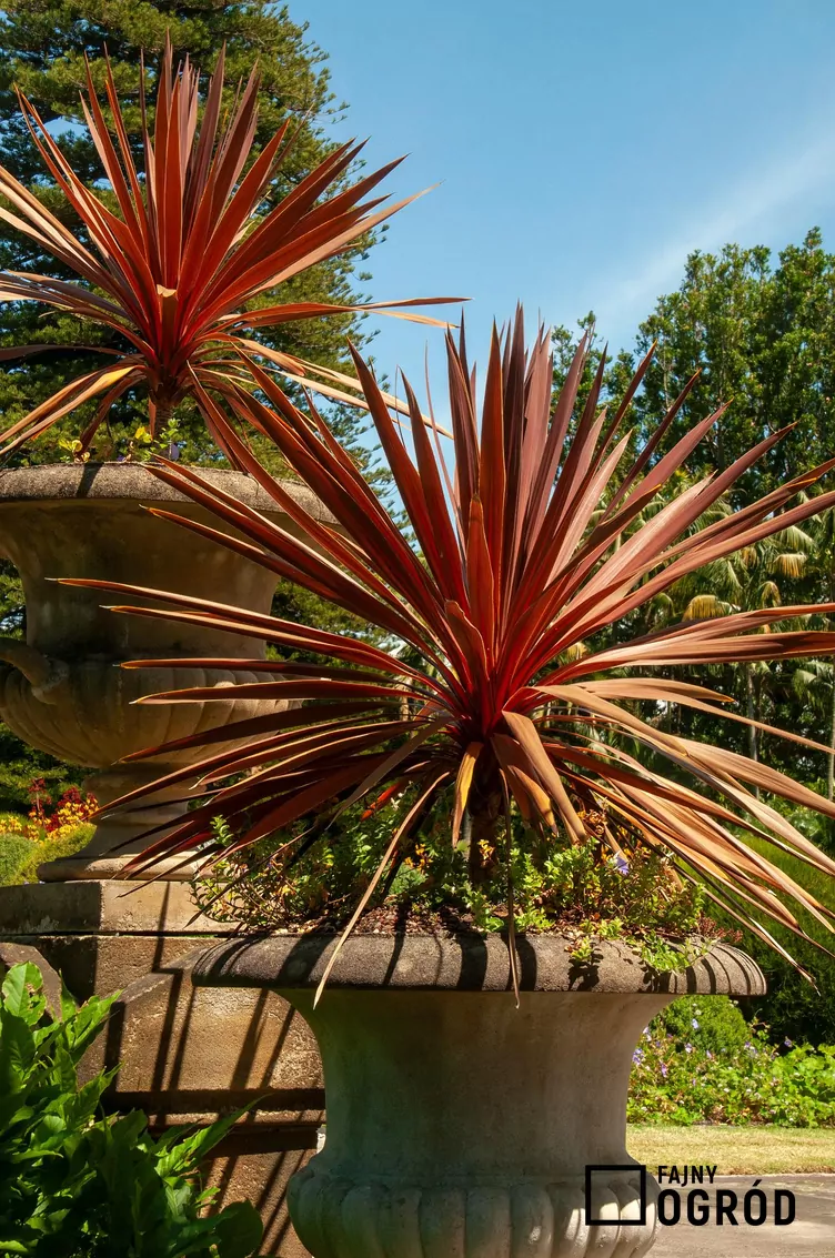 Kordylina red star Kordylina red star