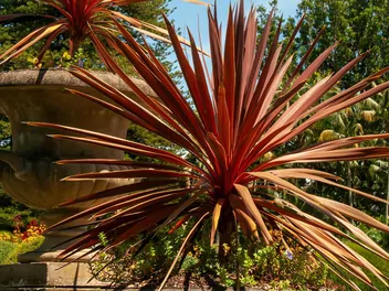 Kordylina australijska 'Red Star' - zdjęcie 2