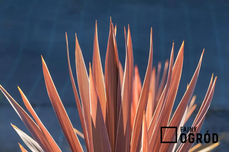 Kordylina australijska 'Red Star' Kordylina australijska 'Red Star'