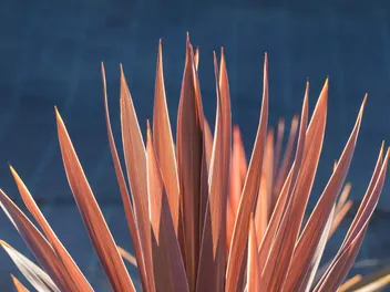 Kordylina australijska 'Red Star' - zdjęcie 3