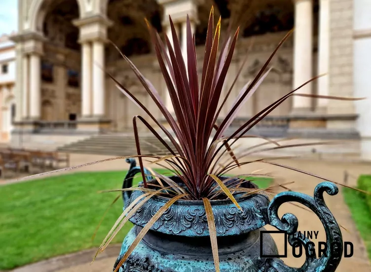 Kordylina australijska 'Red Star' Kordylina australijska 'Red Star'