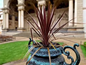 Kordylina australijska 'Red Star' - zdjęcie 4