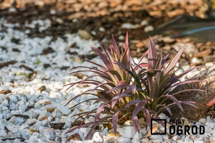 Kordylina australijska 'Red Star' - zdjęcie 5 Kordylina australijska 'Red Star' - zdjęcie 5