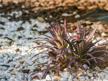 Kordylina australijska 'Red Star' - zdjęcie 5
