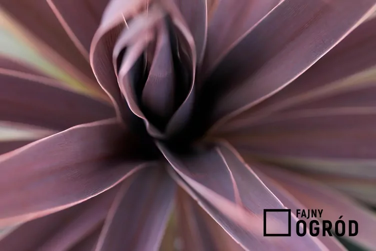 kordylina-redstar-1 Kordylina australijska 'Red Star'