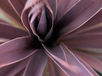 Ilustracja rośliny kordylina australijska 'red star'