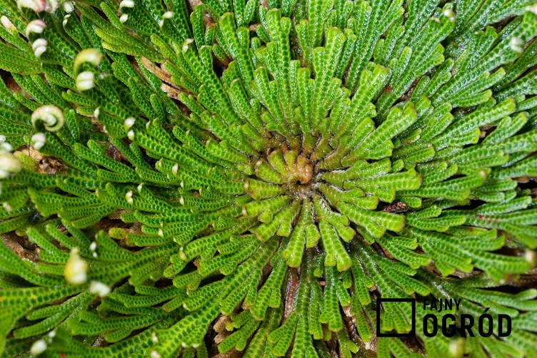 Widliczka łuskolistna