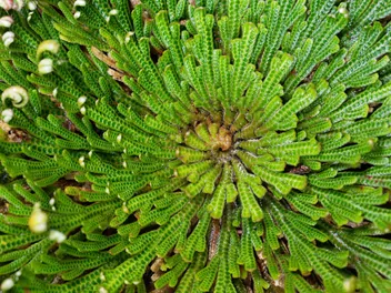 Zdjęcie ilustrujące widliczka łuskolistna