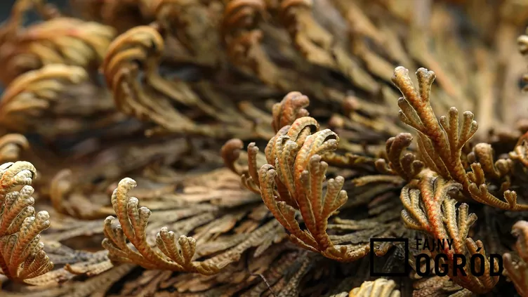 Widliczka łuskolistna