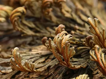 Widliczka łuskolistna - zdjęcie 2