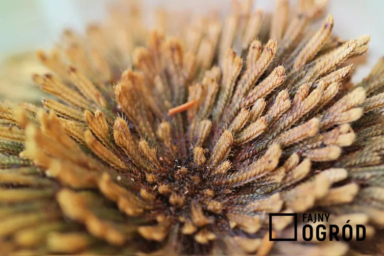 Widliczka łuskolistna